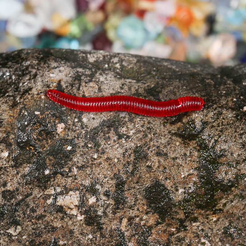 CIBO 50pcs-Artificial Red Worm - Aglaonema Red ulasan dan harga